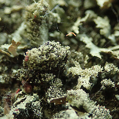 Growing on abandon bus in Kunzea amathicola forest, Hokianga Northland.<br>Photographer: Marley Ford, Date taken: 11/02/2020, Licence: <a target='_blank' href='https://creativecommons.org/licenses/by/4.0'>CC BY</a>. <a class='member-message' href='/nzpcn/why-join-nzpcn/' target='_blank'>Members can view a larger version of this image.</a>