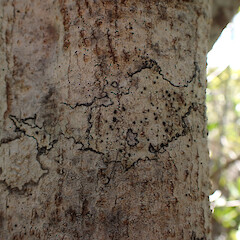 Corticolous on Myrsine australis, Whangaparaoa Auckland.<br>Photographer: Marley Ford, Date taken: 31/01/2024, Licence: <a target='_blank' href='https://creativecommons.org/licenses/by/4.0'>CC BY</a>. <a class='member-message' href='/nzpcn/why-join-nzpcn/' target='_blank'>Members can view a larger version of this image.</a>