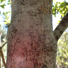 Corticolous on Myrsine australis, Whangaparaoa Auckland.<br>Photographer: Marley Ford, Date taken: 31/01/2024, Licence: <a target='_blank' href='https://creativecommons.org/licenses/by/4.0'>CC BY</a>. <a class='member-message' href='/nzpcn/why-join-nzpcn/' target='_blank'>Members can view a larger version of this image.</a>