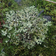 Terricolous in gravel, Putauaki Bay of Plenty.<br>Photographer: Marley Ford, Date taken: 22/07/2022, Licence: <a target='_blank' href='https://creativecommons.org/licenses/by/4.0'>CC BY</a>. <a class='member-message' href='/nzpcn/why-join-nzpcn/' target='_blank'>Members can view a larger version of this image.</a>