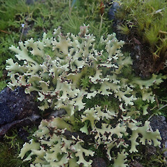 Terricolous in gravel, Putauaki Bay of Plenty.<br>Photographer: Marley Ford, Date taken: 22/07/2022, Licence: <a target='_blank' href='https://creativecommons.org/licenses/by/4.0'>CC BY</a>. <a class='member-message' href='/nzpcn/why-join-nzpcn/' target='_blank'>Members can view a larger version of this image.</a>
