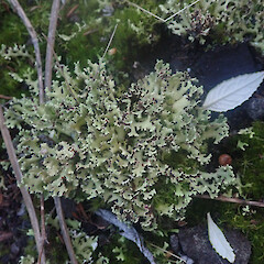 Terricolous in gravel, Putauaki Bay of Plenty.<br>Photographer: Marley Ford, Date taken: 22/07/2022, Licence: <a target='_blank' href='https://creativecommons.org/licenses/by/4.0'>CC BY</a>. <a class='member-message' href='/nzpcn/why-join-nzpcn/' target='_blank'>Members can view a larger version of this image.</a>