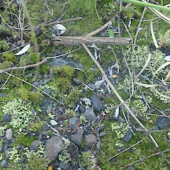 Terricolous in gravel, Putauaki Bay of Plenty.<br>Photographer: Marley Ford, Date taken: 22/07/2022, Licence: <a target='_blank' href='https://creativecommons.org/licenses/by/4.0'>CC BY</a>. <a class='member-message' href='/nzpcn/why-join-nzpcn/' target='_blank'>Members can view a larger version of this image.</a>