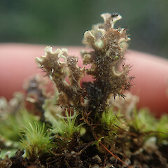 Terricolous in gravel, Putauaki Bay of Plenty.<br>Photographer: Marley Ford, Date taken: 22/07/2022, Licence: <a target='_blank' href='https://creativecommons.org/licenses/by/4.0'>CC BY</a>. <a class='member-message' href='/nzpcn/why-join-nzpcn/' target='_blank'>Members can view a larger version of this image.</a>