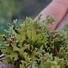 Terricolous in gravel, Putauaki Bay of Plenty.<br>Photographer: Marley Ford, Date taken: 22/07/2022, Licence: <a target='_blank' href='https://creativecommons.org/licenses/by/4.0'>CC BY</a>. <a class='member-message' href='/nzpcn/why-join-nzpcn/' target='_blank'>Members can view a larger version of this image.</a>