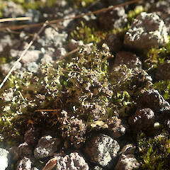 Terricolous in gravel, Putauaki Bay of Plenty.<br>Photographer: Marley Ford, Date taken: 22/07/2022, Licence: <a target='_blank' href='https://creativecommons.org/licenses/by/4.0'>CC BY</a>. <a class='member-message' href='/nzpcn/why-join-nzpcn/' target='_blank'>Members can view a larger version of this image.</a>