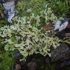 Cladia muelleri