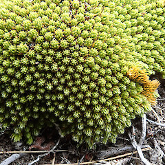 Old Man Range.<br>Photographer: Melissa Hutchison, Date taken: 21/12/2023, Licence: <a target='_blank' href='https://creativecommons.org/licenses/by-nc/4.0'>CC BY-NC</a>. <a class='member-message' href='/nzpcn/why-join-nzpcn/' target='_blank'>Members can view a larger version of this image.</a>