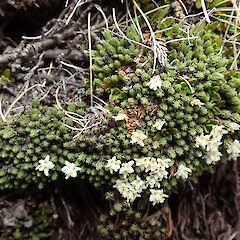 Old Man Range.<br>Photographer: Melissa Hutchison, Date taken: 21/12/2023, Licence: <a target='_blank' href='https://creativecommons.org/licenses/by-nc/4.0'>CC BY-NC</a>. <a class='member-message' href='/nzpcn/why-join-nzpcn/' target='_blank'>Members can view a larger version of this image.</a>