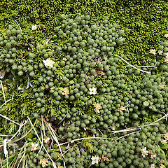 Old Man Range.<br>Photographer: Melissa Hutchison, Date taken: 21/12/2023, Licence: <a target='_blank' href='https://creativecommons.org/licenses/by-nc/4.0'>CC BY-NC</a>. <a class='member-message' href='/nzpcn/why-join-nzpcn/' target='_blank'>Members can view a larger version of this image.</a>