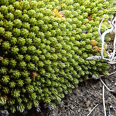 Old Man Range.<br>Photographer: Melissa Hutchison, Date taken: 21/12/2023, Licence: <a target='_blank' href='https://creativecommons.org/licenses/by-nc/4.0'>CC BY-NC</a>. <a class='member-message' href='/nzpcn/why-join-nzpcn/' target='_blank'>Members can view a larger version of this image.</a>