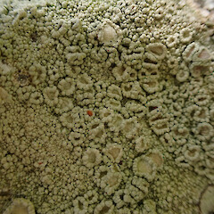 Ochrolechia apiculata