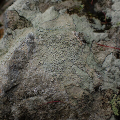 Locally common, saxicolous on coastal boulders above high tide with Pertusaria, Whangārei Heads Far North.<br>Photographer: Marley Ford, Date taken: 27/12/2023, Licence: <a target='_blank' href='https://creativecommons.org/licenses/by/4.0'>CC BY</a>. <a class='member-message' href='/nzpcn/why-join-nzpcn/' target='_blank'>Members can view a larger version of this image.</a>