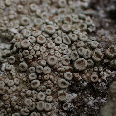 Locally common, saxicolous on coastal boulders above high tide with Pertusaria, Whangārei Heads Far North.<br>Photographer: Marley Ford, Date taken: 27/12/2023, Licence: <a target='_blank' href='https://creativecommons.org/licenses/by/4.0'>CC BY</a>. <a class='member-message' href='/nzpcn/why-join-nzpcn/' target='_blank'>Members can view a larger version of this image.</a>