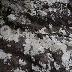 Locally common, saxicolous on coastal boulders above high tide with Pertusaria, Whangārei Heads Far North.<br>Photographer: Marley Ford, Date taken: 27/12/2023, Licence: <a target='_blank' href='https://creativecommons.org/licenses/by/4.0'>CC BY</a>. <a class='member-message' href='/nzpcn/why-join-nzpcn/' target='_blank'>Members can view a larger version of this image.</a>