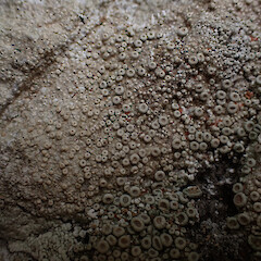 Locally common, saxicolous on coastal boulders above high tide with Pertusaria, Whangārei Heads Far North.<br>Photographer: Marley Ford, Date taken: 27/12/2023, Licence: <a target='_blank' href='https://creativecommons.org/licenses/by/4.0'>CC BY</a>. <a class='member-message' href='/nzpcn/why-join-nzpcn/' target='_blank'>Members can view a larger version of this image.</a>