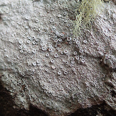Local on coastal rocks, Whangārei Heads Far North.<br>Photographer: Marley Ford, Date taken: 07/11/2020, Licence: <a target='_blank' href='https://creativecommons.org/licenses/by/4.0'>CC BY</a>. <a class='member-message' href='/nzpcn/why-join-nzpcn/' target='_blank'>Members can view a larger version of this image.</a>