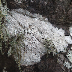 Local on coastal rocks, Whangārei Heads Far North.<br>Photographer: Marley Ford, Date taken: 07/11/2020, Licence: <a target='_blank' href='https://creativecommons.org/licenses/by/4.0'>CC BY</a>. <a class='member-message' href='/nzpcn/why-join-nzpcn/' target='_blank'>Members can view a larger version of this image.</a>