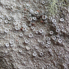 Local on coastal rocks, Whangārei Heads Far North.<br>Photographer: Marley Ford, Date taken: 07/11/2020, Licence: <a target='_blank' href='https://creativecommons.org/licenses/by/4.0'>CC BY</a>. <a class='member-message' href='/nzpcn/why-join-nzpcn/' target='_blank'>Members can view a larger version of this image.</a>
