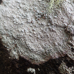 Local on coastal rocks, Whangārei Heads Far North.<br>Photographer: Marley Ford, Date taken: 07/11/2020, Licence: <a target='_blank' href='https://creativecommons.org/licenses/by/4.0'>CC BY</a>. <a class='member-message' href='/nzpcn/why-join-nzpcn/' target='_blank'>Members can view a larger version of this image.</a>