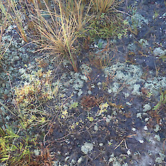Terricolous, Denniston Plateau West Coast.<br>Photographer: Marley Ford, Date taken: 04/06/2022, Licence: <a target='_blank' href='https://creativecommons.org/licenses/by/4.0'>CC BY</a>. <a class='member-message' href='/nzpcn/why-join-nzpcn/' target='_blank'>Members can view a larger version of this image.</a>
