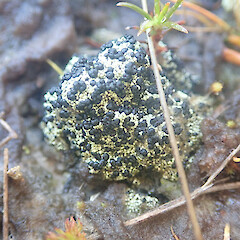 Terricolous, Denniston Plateau West Coast.<br>Photographer: Marley Ford, Date taken: 04/06/2022, Licence: <a target='_blank' href='https://creativecommons.org/licenses/by/4.0'>CC BY</a>. <a class='member-message' href='/nzpcn/why-join-nzpcn/' target='_blank'>Members can view a larger version of this image.</a>