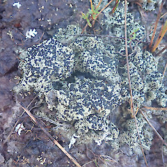 Terricolous, Denniston Plateau West Coast.<br>Photographer: Marley Ford, Date taken: 04/06/2022, Licence: <a target='_blank' href='https://creativecommons.org/licenses/by/4.0'>CC BY</a>. <a class='member-message' href='/nzpcn/why-join-nzpcn/' target='_blank'>Members can view a larger version of this image.</a>