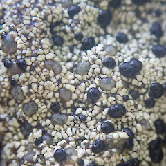 Terricolous, Denniston Plateau West Coast.<br>Photographer: Marley Ford, Date taken: 04/06/2022, Licence: <a target='_blank' href='https://creativecommons.org/licenses/by/4.0'>CC BY</a>. <a class='member-message' href='/nzpcn/why-join-nzpcn/' target='_blank'>Members can view a larger version of this image.</a>