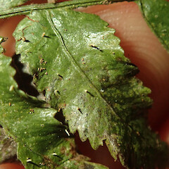 Foliicolous on Icarus filiformis, Wainuiomata Wellington. <br>Photographer: Marley Ford, Date taken: 27/02/2020, Licence: <a target='_blank' href='https://creativecommons.org/licenses/by/4.0'>CC BY</a>. <a class='member-message' href='/nzpcn/why-join-nzpcn/' target='_blank'>Members can view a larger version of this image.</a>