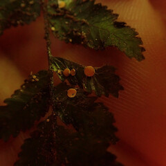 Coenogonium flavum