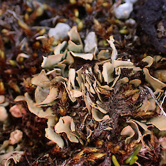 Parasiphula foliacea