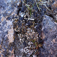 Locally common terricolous lichen in subalpine, Mavora Southland.<br>Photographer: Marley Ford, Date taken: 06/03/2023, Licence: <a target='_blank' href='https://creativecommons.org/licenses/by/4.0'>CC BY</a>. <a class='member-message' href='/nzpcn/why-join-nzpcn/' target='_blank'>Members can view a larger version of this image.</a>