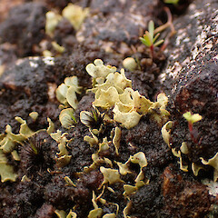 Terricolous on slip face terricolous on thin moist soils of face, Great Barrier Island Auckland.<br>Photographer: Marley Ford, Date taken: 11/04/2023, Licence: <a target='_blank' href='https://creativecommons.org/licenses/by/4.0'>CC BY</a>. <a class='member-message' href='/nzpcn/why-join-nzpcn/' target='_blank'>Members can view a larger version of this image.</a>