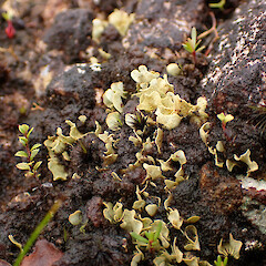 Terricolous on slip face terricolous on thin moist soils of face, Great Barrier Island Auckland.<br>Photographer: Marley Ford, Date taken: 11/04/2023, Licence: <a target='_blank' href='https://creativecommons.org/licenses/by/4.0'>CC BY</a>. <a class='member-message' href='/nzpcn/why-join-nzpcn/' target='_blank'>Members can view a larger version of this image.</a>