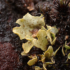 Terricolous on slip face terricolous on thin moist soils of face, Great Barrier Island Auckland.<br>Photographer: Marley Ford, Date taken: 11/04/2023, Licence: <a target='_blank' href='https://creativecommons.org/licenses/by/4.0'>CC BY</a>. <a class='member-message' href='/nzpcn/why-join-nzpcn/' target='_blank'>Members can view a larger version of this image.</a>