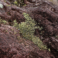 On slip face terricolous on thin moist soils of face, Great Barrier Island Auckland.<br>Photographer: Marley Ford, Date taken: 11/04/2023, Licence: <a target='_blank' href='https://creativecommons.org/licenses/by/4.0'>CC BY</a>. <a class='member-message' href='/nzpcn/why-join-nzpcn/' target='_blank'>Members can view a larger version of this image.</a>