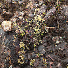 On slip face terricolous on thin moist soils of face, Great Barrier Island Auckland.<br>Photographer: Marley Ford, Date taken: 11/04/2023, Licence: <a target='_blank' href='https://creativecommons.org/licenses/by/4.0'>CC BY</a>. <a class='member-message' href='/nzpcn/why-join-nzpcn/' target='_blank'>Members can view a larger version of this image.</a>