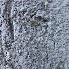 Corticolous, Mission Bay Auckland.<br>Photographer: Marley Ford, Date taken: 14/10/2021, Licence: <a target='_blank' href='https://creativecommons.org/licenses/by/4.0'>CC BY</a>. <a class='member-message' href='/nzpcn/why-join-nzpcn/' target='_blank'>Members can view a larger version of this image.</a>