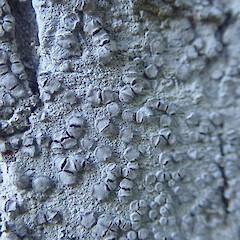 Lecanactis subfarinosa