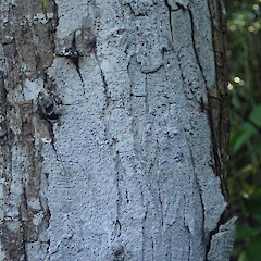 Corticolous, Mission Bay Auckland.<br>Photographer: Marley Ford, Date taken: 14/10/2021, Licence: <a target='_blank' href='https://creativecommons.org/licenses/by/4.0'>CC BY</a>. <a class='member-message' href='/nzpcn/why-join-nzpcn/' target='_blank'>Members can view a larger version of this image.</a>