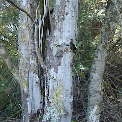 Corticolous, Mission Bay Auckland.<br>Photographer: Marley Ford, Date taken: 14/10/2021, Licence: <a target='_blank' href='https://creativecommons.org/licenses/by/4.0'>CC BY</a>. <a class='member-message' href='/nzpcn/why-join-nzpcn/' target='_blank'>Members can view a larger version of this image.</a>