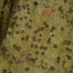 Corticolous on large northern rata, Russell Far North.<br>Photographer: Marley Ford, Date taken: 13/02/2024, Licence: <a target='_blank' href='https://creativecommons.org/licenses/by/4.0'>CC BY</a>. <a class='member-message' href='/nzpcn/why-join-nzpcn/' target='_blank'>Members can view a larger version of this image.</a>