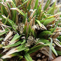 Carex pterocarpa