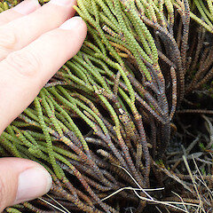 Old Man Range.<br>Photographer: Melissa Hutchison, Date taken: 21/12/2023, Licence: <a target='_blank' href='https://creativecommons.org/licenses/by-nc/4.0'>CC BY-NC</a>. <a class='member-message' href='/nzpcn/why-join-nzpcn/' target='_blank'>Members can view a larger version of this image.</a>
