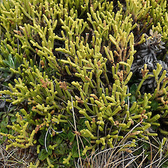 Old Man Range.<br>Photographer: Melissa Hutchison, Date taken: 21/12/2023, Licence: <a target='_blank' href='https://creativecommons.org/licenses/by-nc/4.0'>CC BY-NC</a>. <a class='member-message' href='/nzpcn/why-join-nzpcn/' target='_blank'>Members can view a larger version of this image.</a>