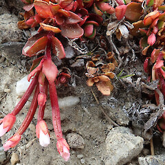 Old Man Range.<br>Photographer: Melissa Hutchison, Date taken: 21/12/2023, Licence: <a target='_blank' href='https://creativecommons.org/licenses/by-nc/4.0'>CC BY-NC</a>. <a class='member-message' href='/nzpcn/why-join-nzpcn/' target='_blank'>Members can view a larger version of this image.</a>