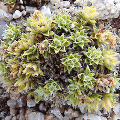 Mt Titiroa, Fiordland.<br>Photographer: Melissa Hutchison, Date taken: 25/12/2023, Licence: <a target='_blank' href='https://creativecommons.org/licenses/by-nc/4.0'>CC BY-NC</a>. <a class='member-message' href='/nzpcn/why-join-nzpcn/' target='_blank'>Members can view a larger version of this image.</a>