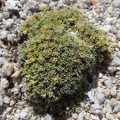 Mt Titiroa, Fiordland.<br>Photographer: Melissa Hutchison, Date taken: 25/12/2023, Licence: <a target='_blank' href='https://creativecommons.org/licenses/by-nc/4.0'>CC BY-NC</a>. <a class='member-message' href='/nzpcn/why-join-nzpcn/' target='_blank'>Members can view a larger version of this image.</a>