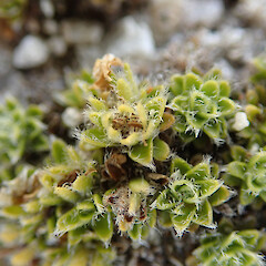Mt Titiroa, Fiordland.<br>Photographer: Melissa Hutchison, Date taken: 25/12/2023, Licence: <a target='_blank' href='https://creativecommons.org/licenses/by-nc/4.0'>CC BY-NC</a>. <a class='member-message' href='/nzpcn/why-join-nzpcn/' target='_blank'>Members can view a larger version of this image.</a>