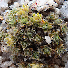 Mt Titiroa, Fiordland.<br>Photographer: Melissa Hutchison, Date taken: 25/12/2023, Licence: <a target='_blank' href='https://creativecommons.org/licenses/by-nc/4.0'>CC BY-NC</a>. <a class='member-message' href='/nzpcn/why-join-nzpcn/' target='_blank'>Members can view a larger version of this image.</a>